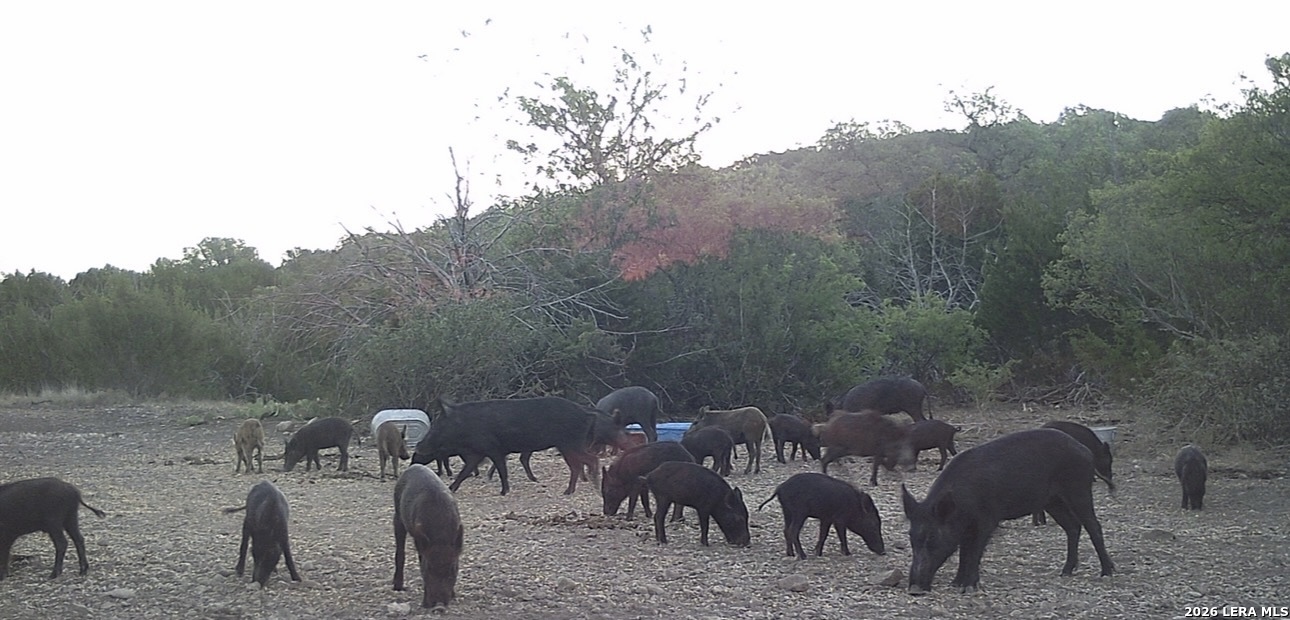 2197 Sd 45340 Rocksprings, TX 78880 - Photo 13 of 37 a backyard of a house with table and chairs