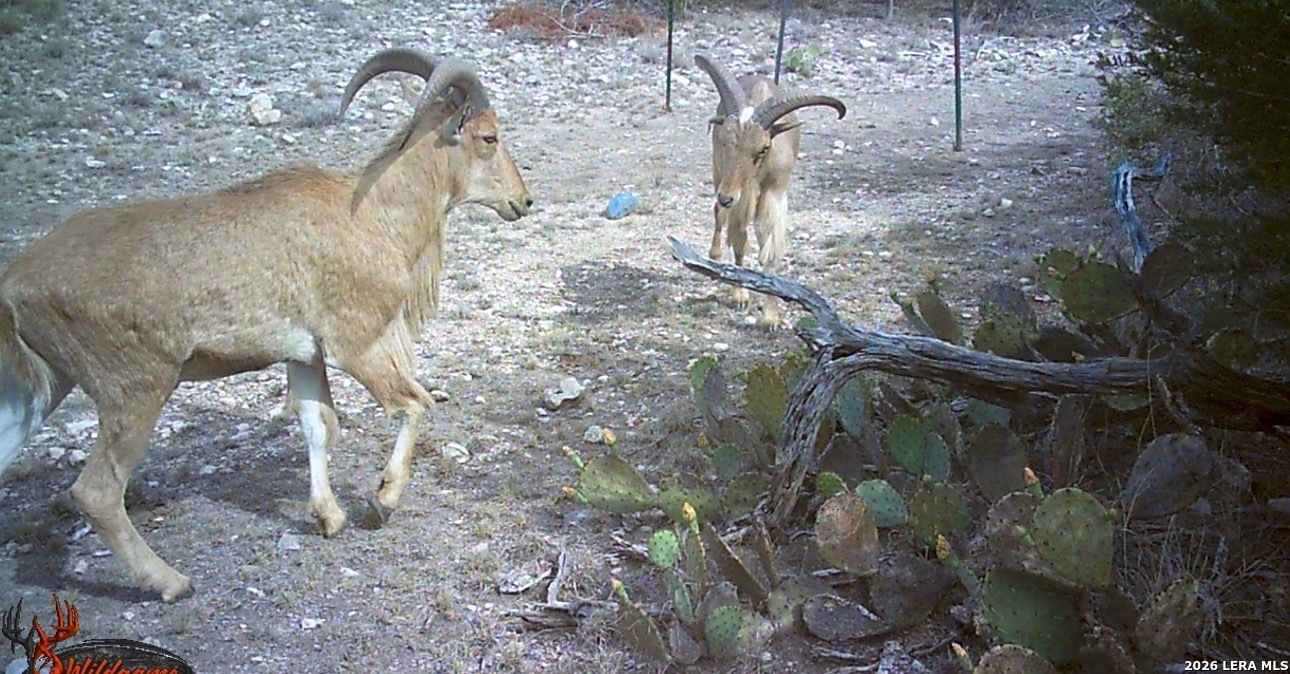 2197 Sd 45340 Rocksprings, TX 78880 - Photo 15 of 37