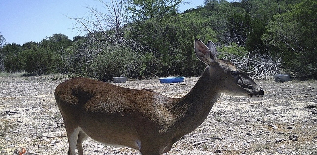 2197 Sd 45340 Rocksprings, TX 78880 - Photo 16 of 37