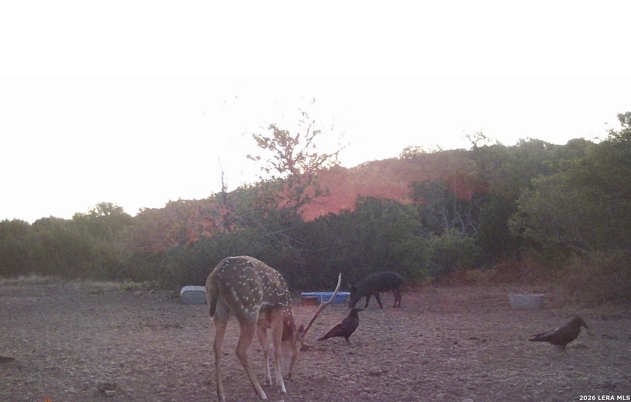 2197 Sd 45340 Rocksprings, TX 78880 - Photo 17 of 37 a view of a backyard