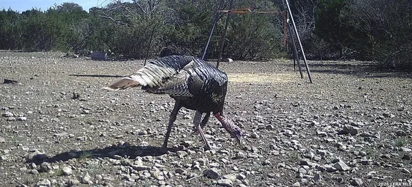 a view of a field with an ocean