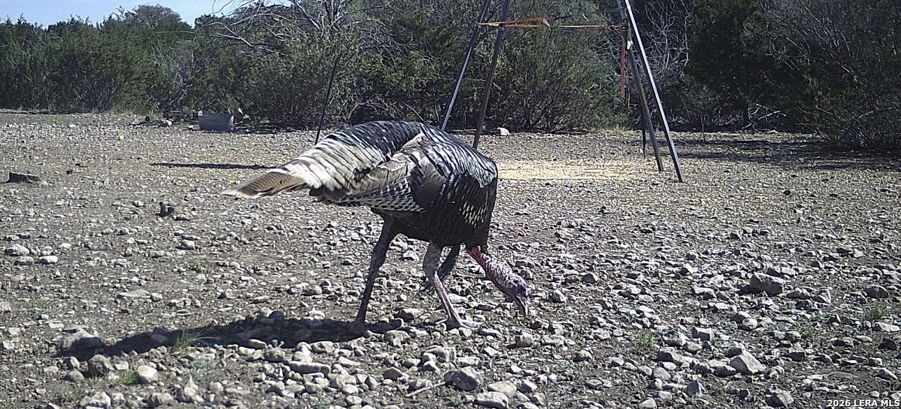 2197 Sd 45340 Rocksprings, TX 78880 - Photo 18 of 37