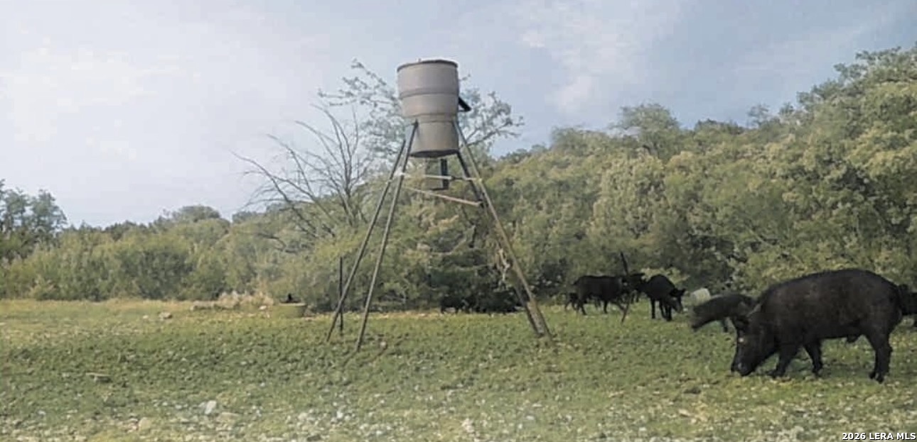 2197 Sd 45340 Rocksprings, TX 78880 - Photo 20 of 37 a backyard of a house with lots of green space
