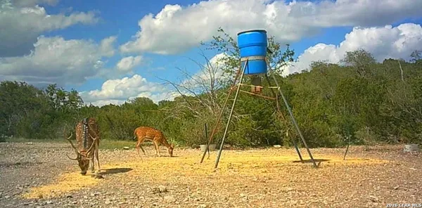 a view of a dry yard with trees in the background