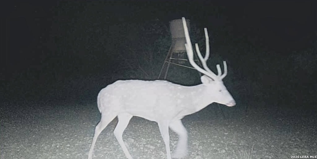 2197 Sd 45340 Rocksprings, TX 78880 - Photo 22 of 37