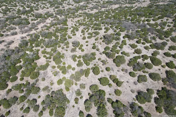 a close up of a plant