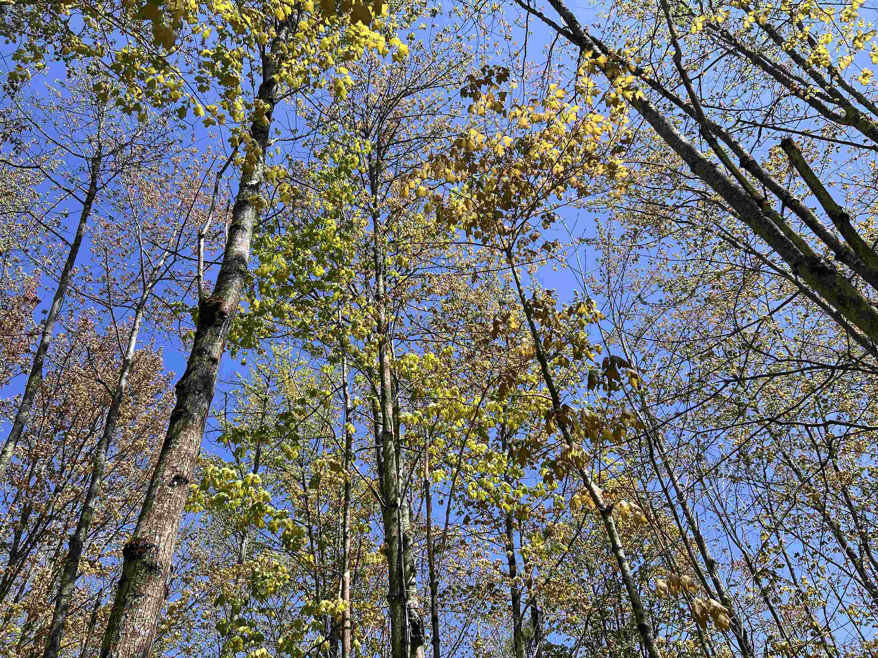 0 High Ridge Road Waterford, VT 05819 - Photo 4 of 12 Gallery Image 4