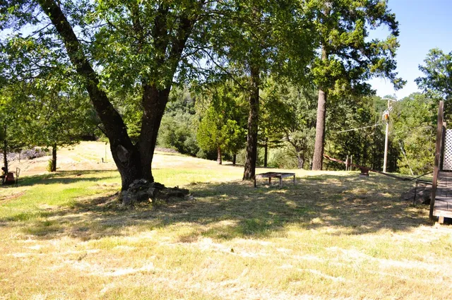 a view of a yard with a tree