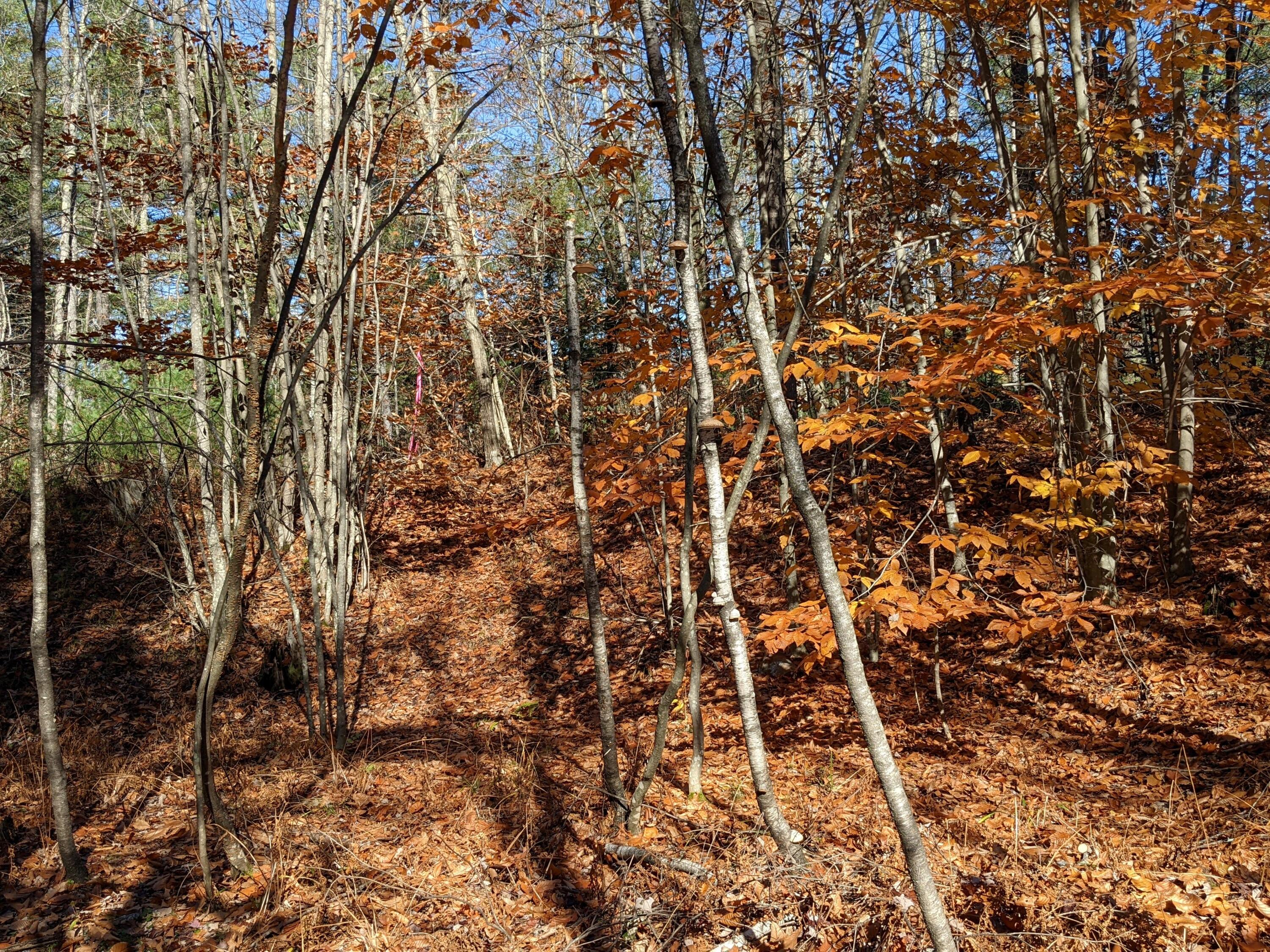 Lot # Highland Park Road Fryeburg, ME 04037 - Photo 12 of 15 Wooded area near Moose Brook