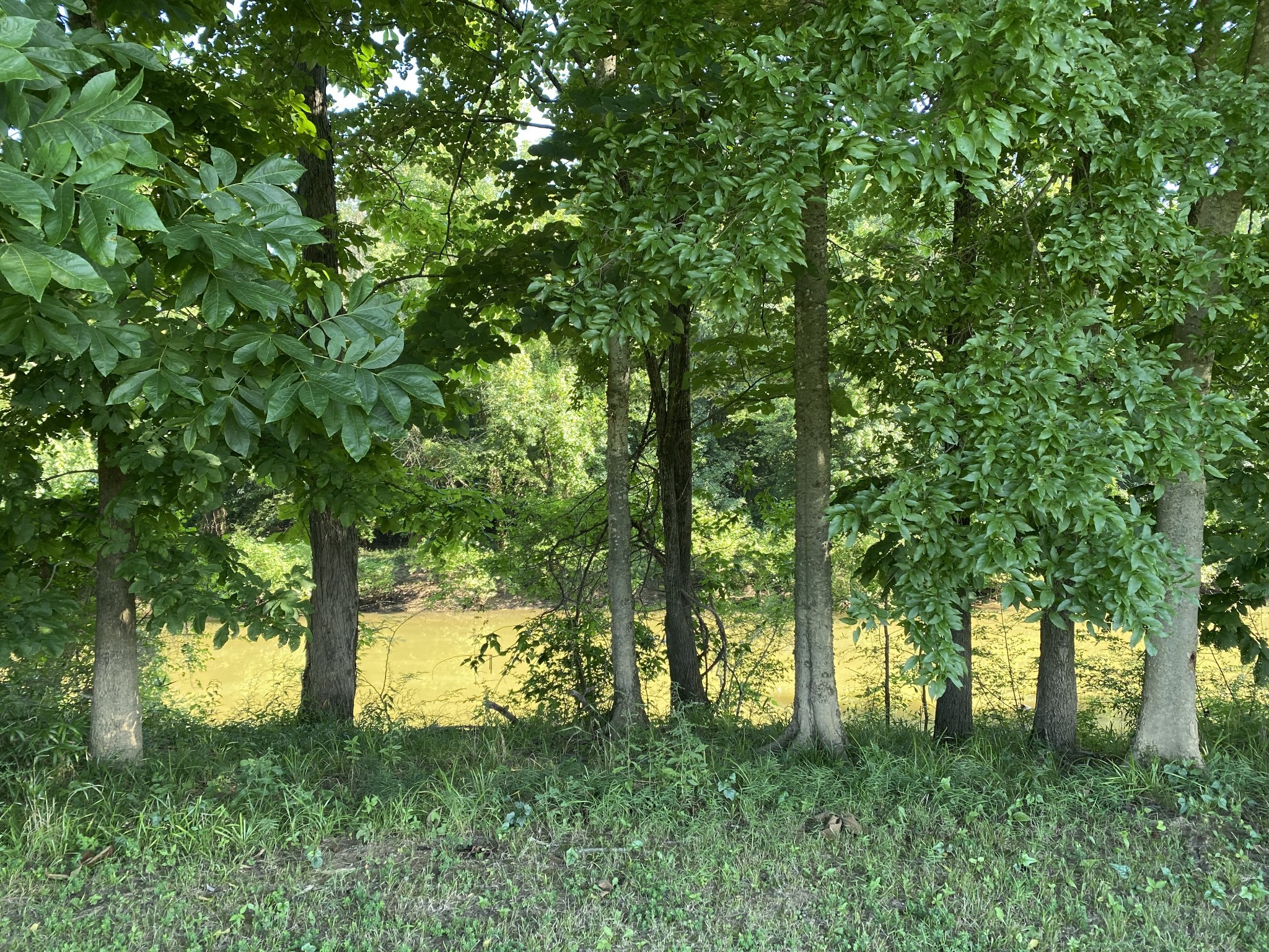 0 Martin Landing Road Bath Springs, TN 38311 - Photo 12 of 15 a view of yard with green space