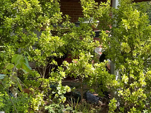 $239,900 | 106 Claremont Court, Easley, SC 29642