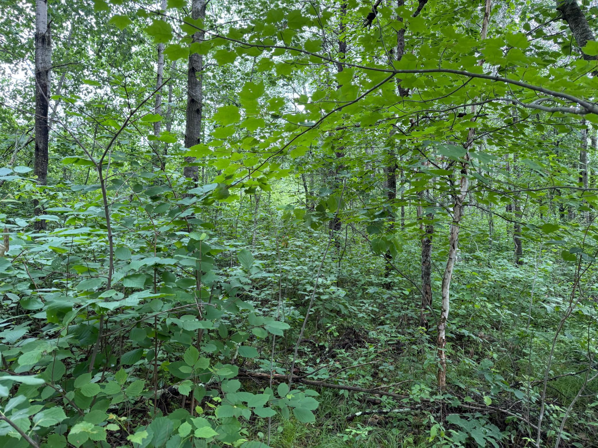 Tbd 350th Street Sebeka, MN 56477 - Photo 62 of 100