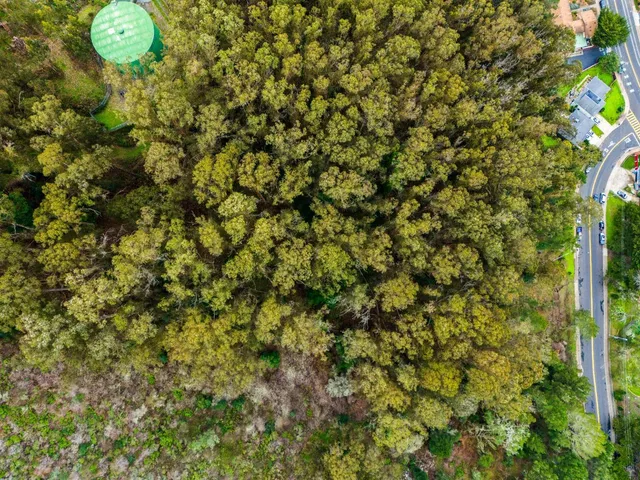a view of a bird of a tree