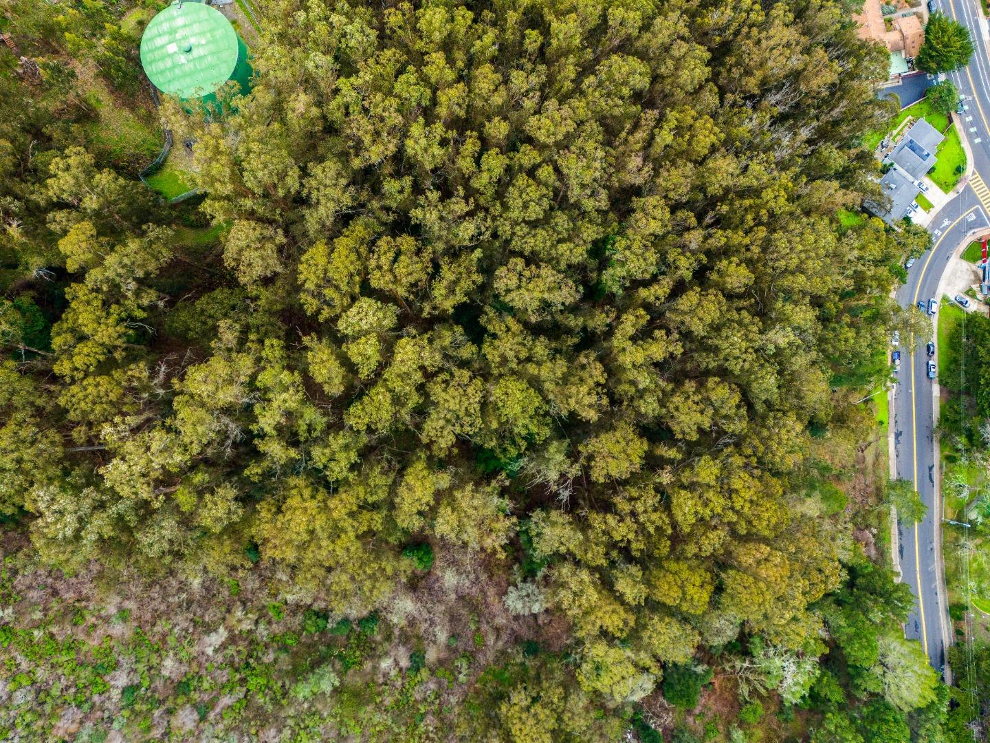 0 Everglades Drive Pacifica, CA 94044 - Photo 11 of 29 a view of a bird of a tree