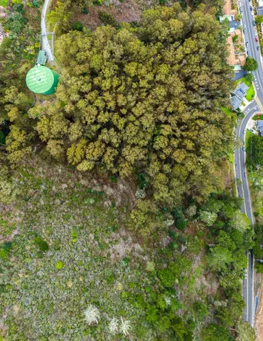 a view of a tree with a plant