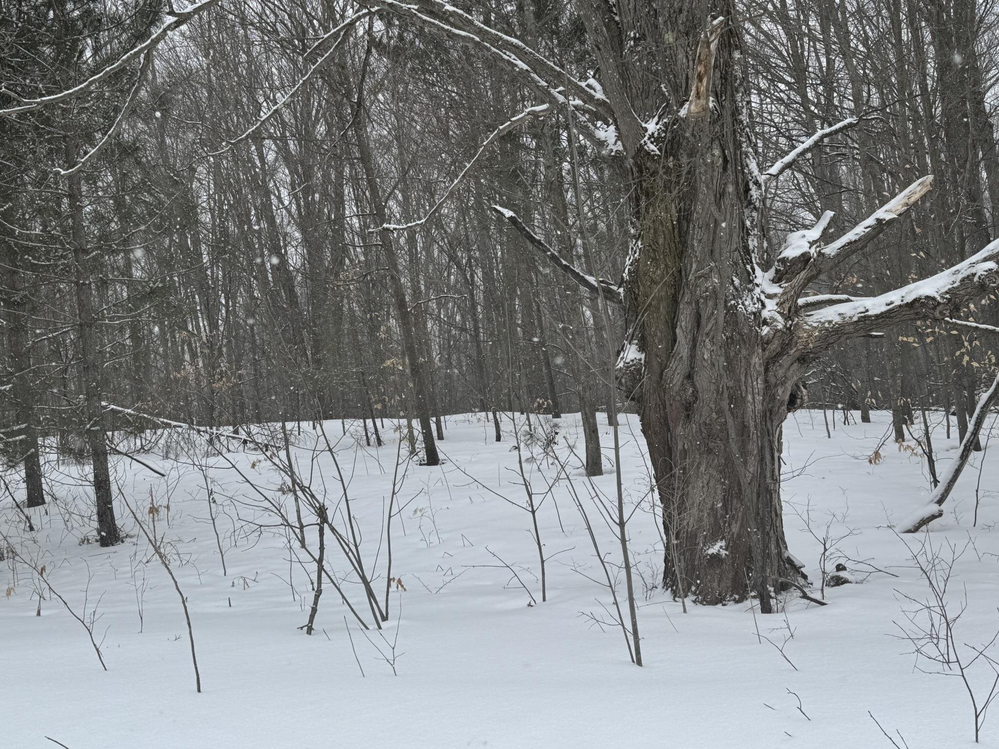 Vl West Rhoby Road Lake City, MI 49651 - Photo 4 of 8 Gallery Image 4