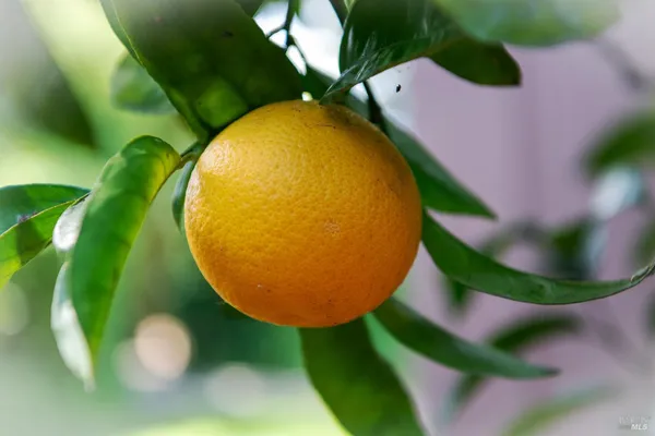 $987,317 | 7949 Tocchini Street, Sebastopol, CA 95472