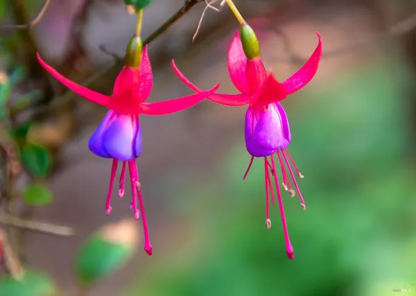 $987,317 | 7949 Tocchini Street, Sebastopol, CA 95472