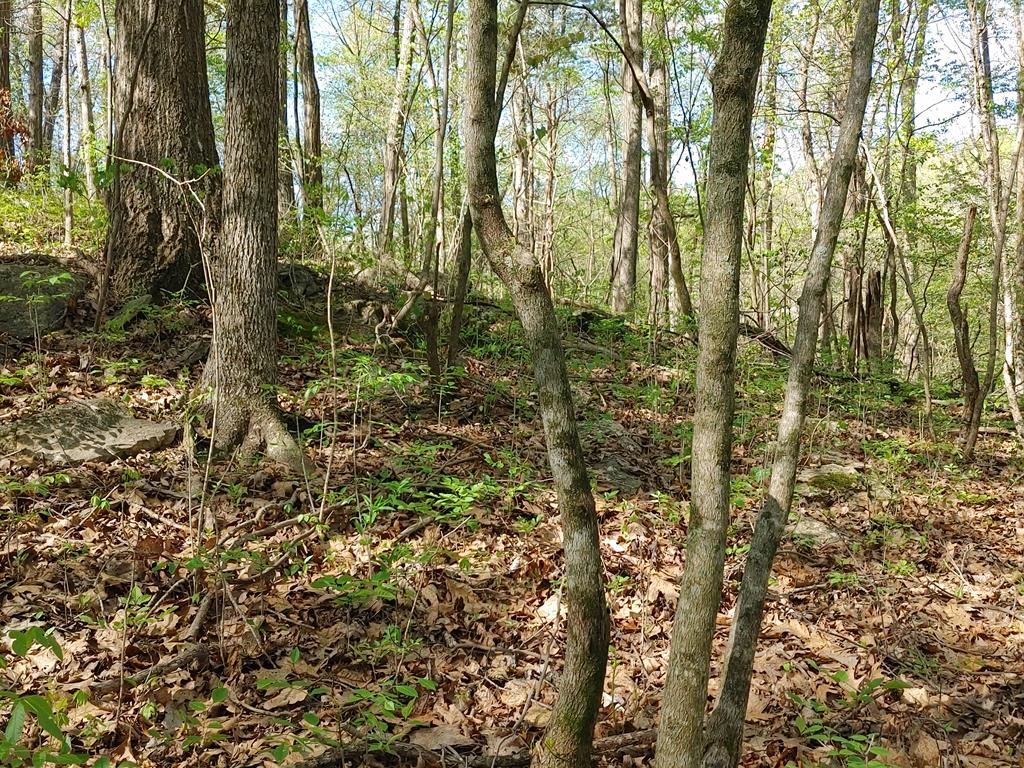 Tract A Northeast Tract A Ne Banks Chapel Road Ranger, GA 30734 - Photo 12 of 28 Gallery Image 12