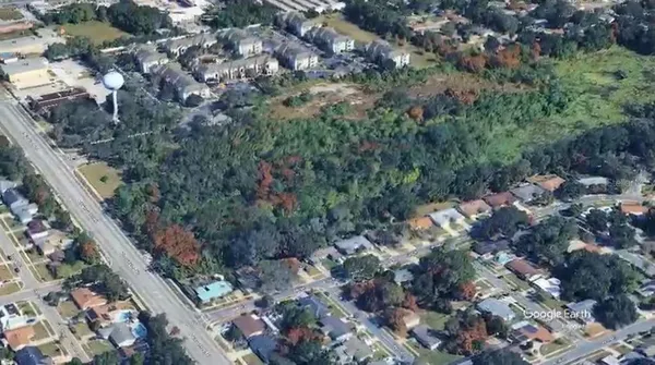 a view of a forest with a tree