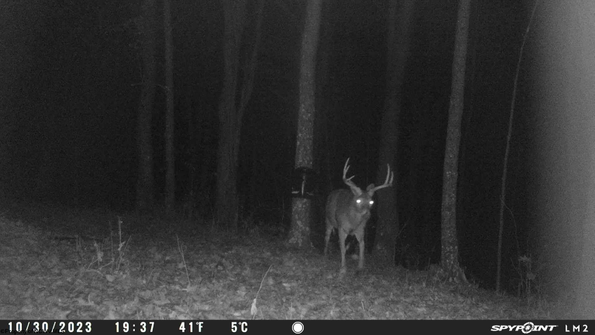 249 Red Hawk Road Wallace, WV 26448 - Photo 19 of 33 Gallery Image 19