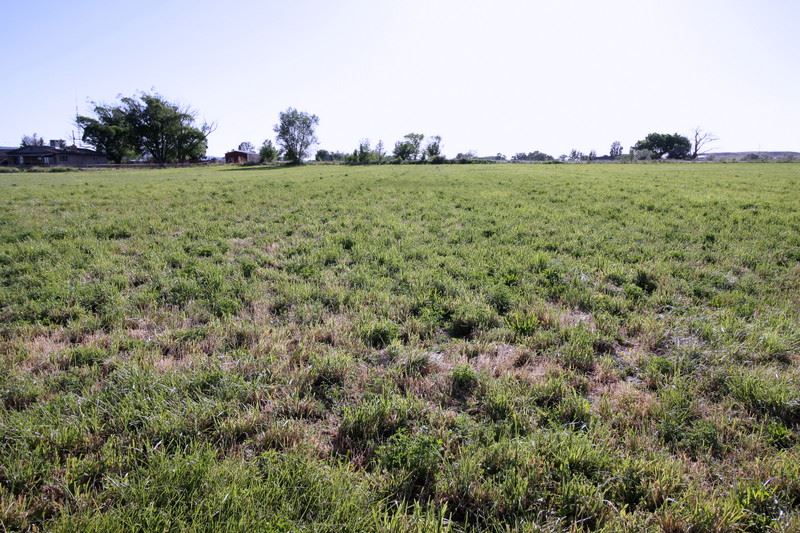 1311 17 Road Fruita, CO 81521 - Photo 2 of 2 a view of a field of grass and trees
