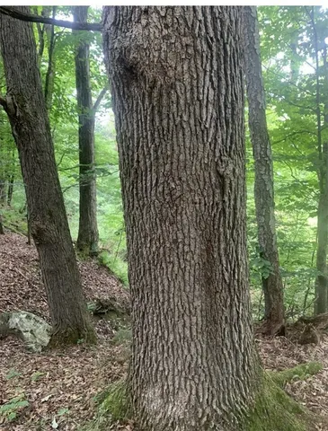 $159,900 | 42 Sunnyside Street, Friendship, NY 14739