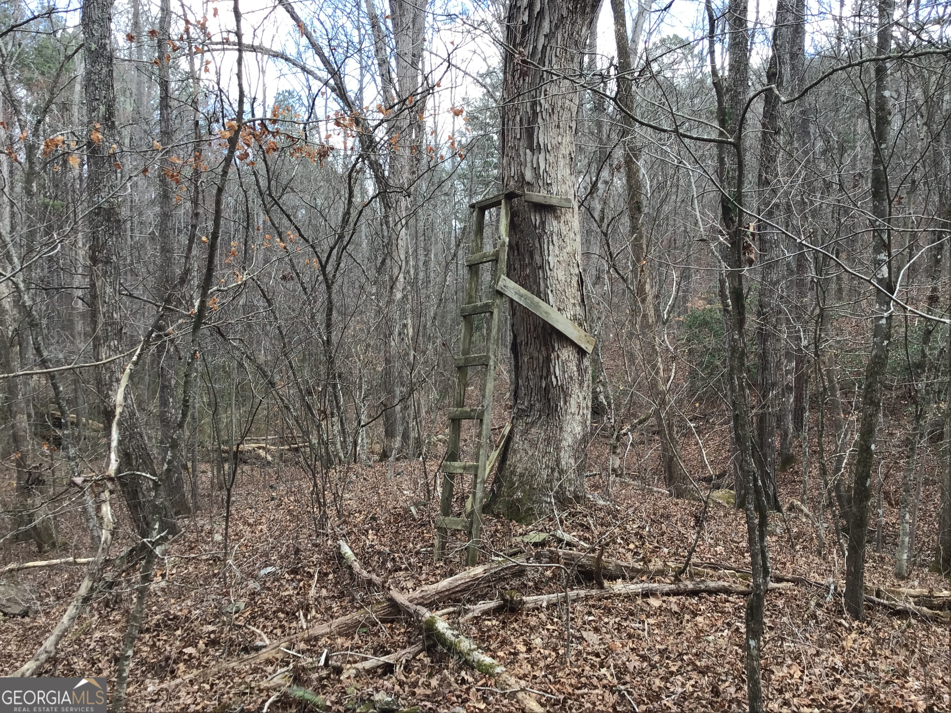 0 Johnson Mountain Road, Unit 7402 Fairmount, GA 30139 - Photo 16 of 46 a view of a wooden building with large trees