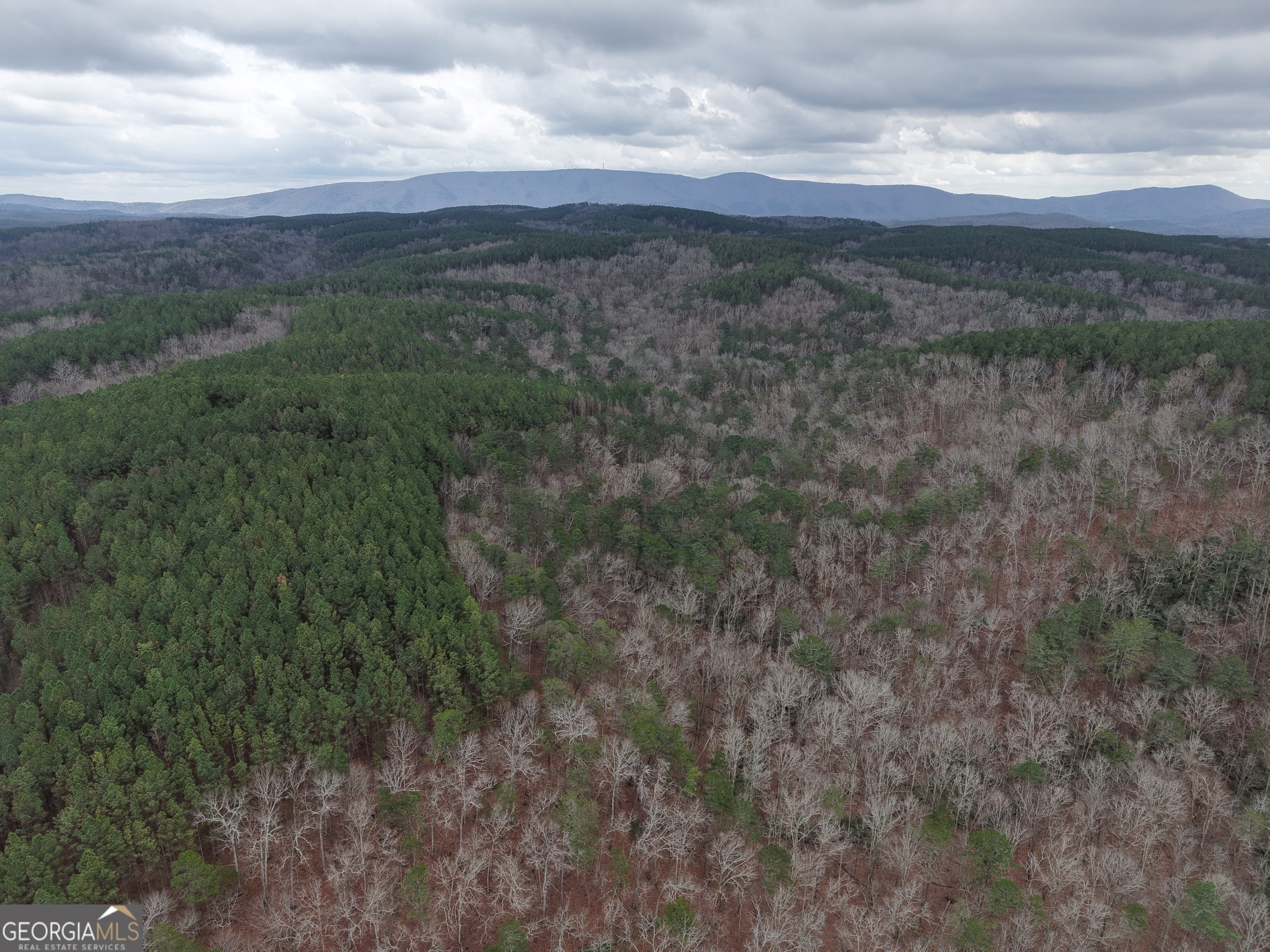 0 Johnson Mountain Road, Unit 7402 Fairmount, GA 30139 - Photo 45 of 46 a view of a lush green forest with lots of trees