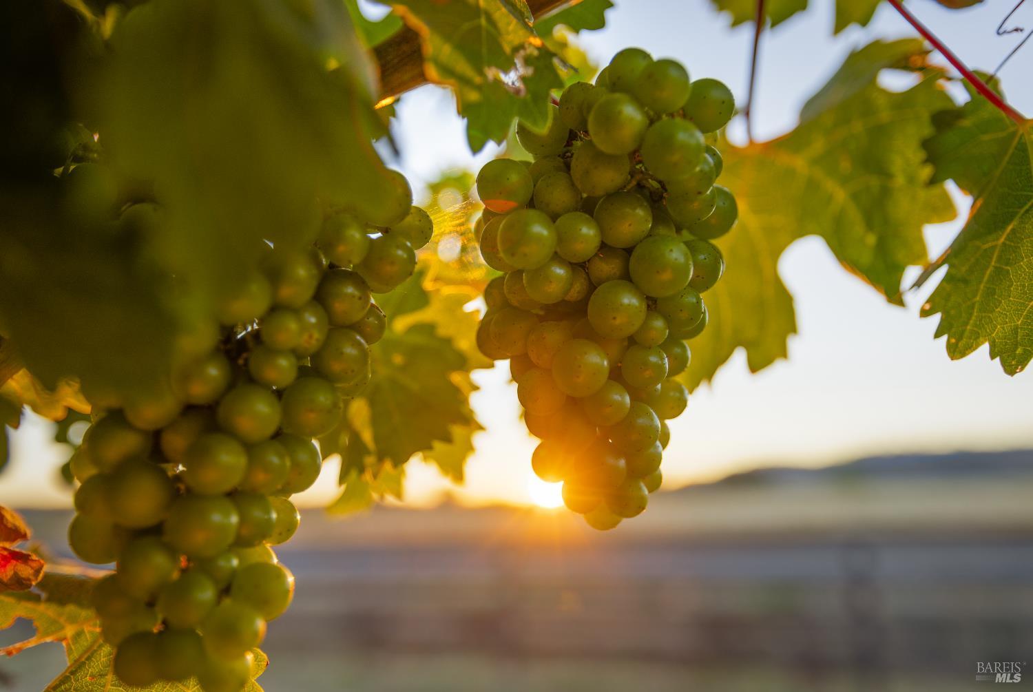 6476 Red Winery Road Geyserville, CA 95441 - Photo 39 of 40