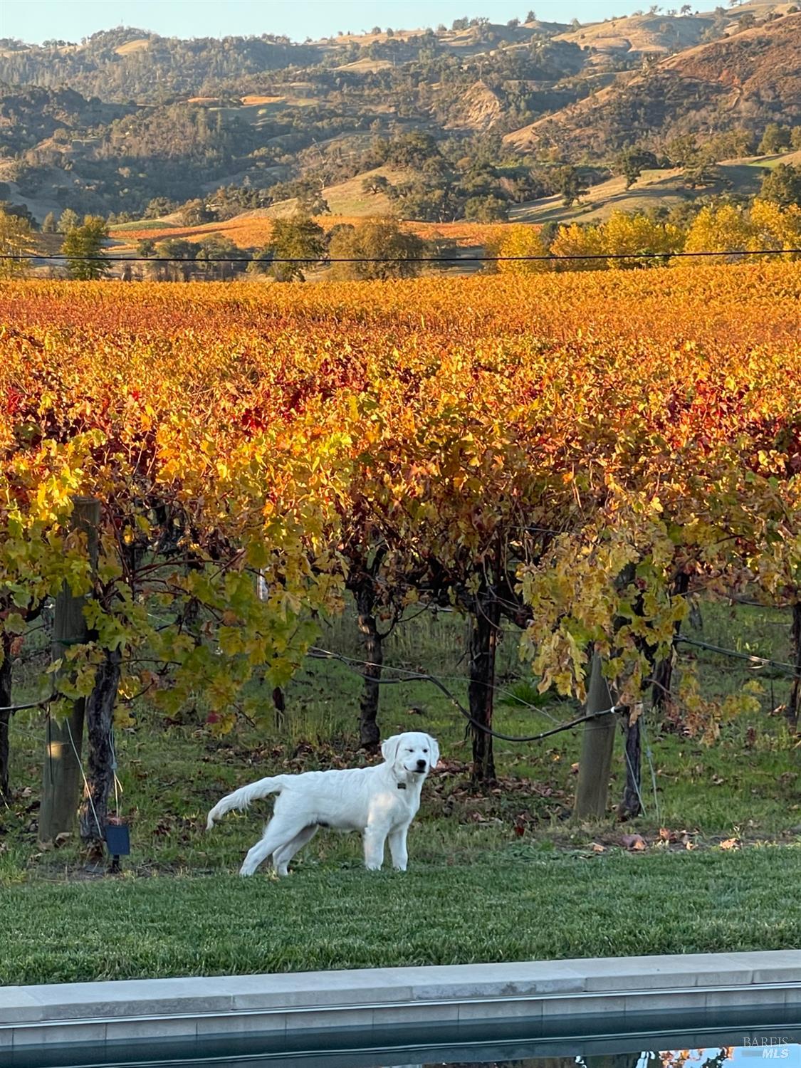 6476 Red Winery Road Geyserville, CA 95441 - Photo 48 of 54