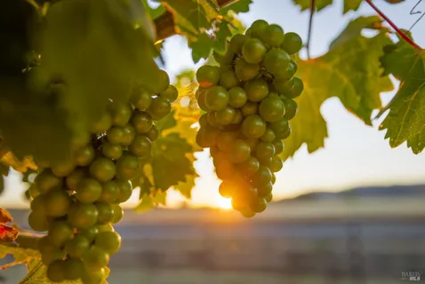 $3,650,000 | 6476 Red Winery Road, Geyserville, CA 95441