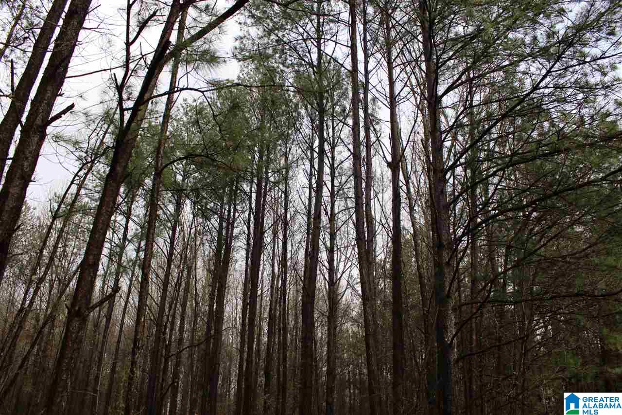 0 Fitzgerald Road Oxford, AL 36203 - Photo 14 of 44