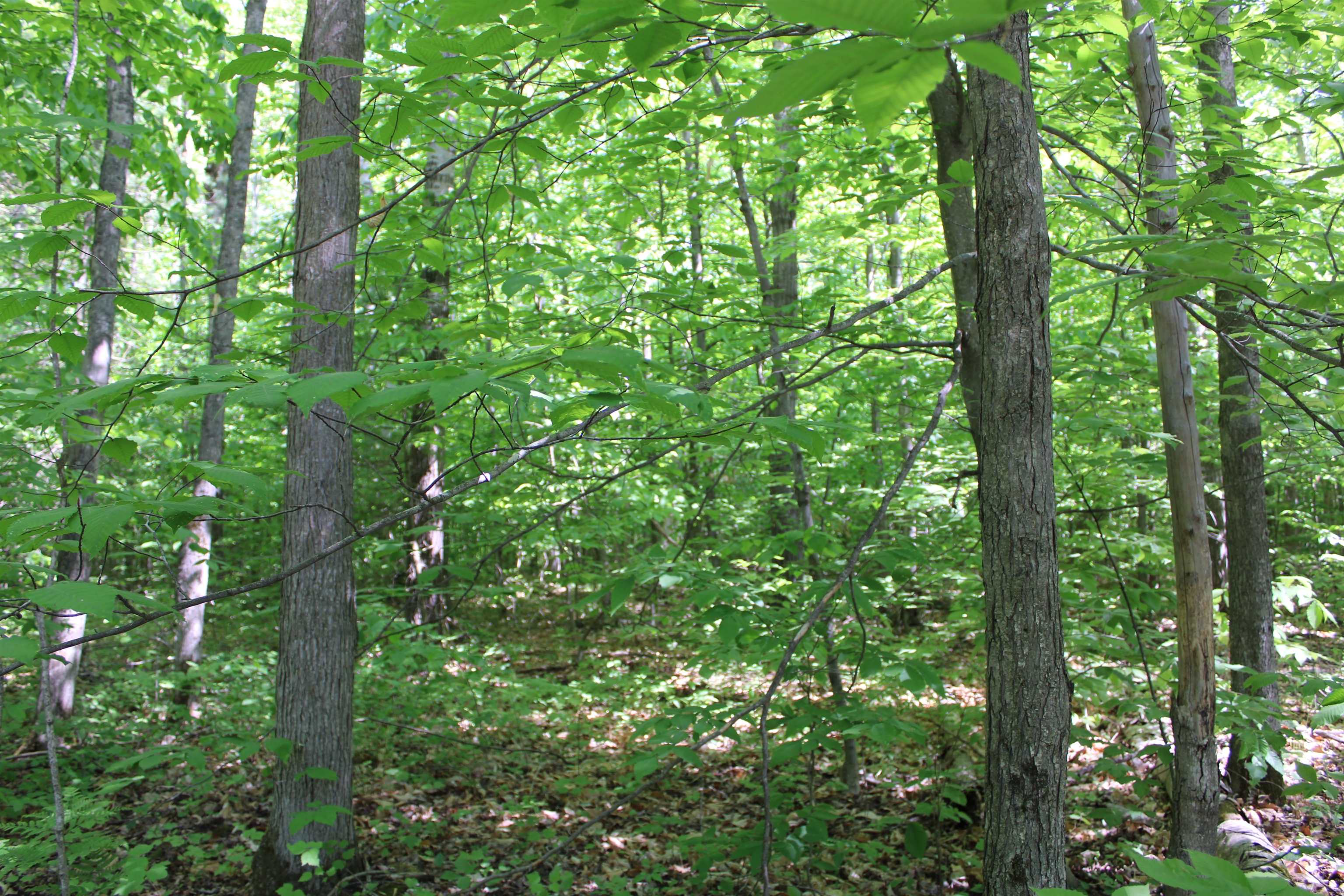 Vl Squaw Lake Road Kalkaska, MI 49646 - Photo 11 of 21