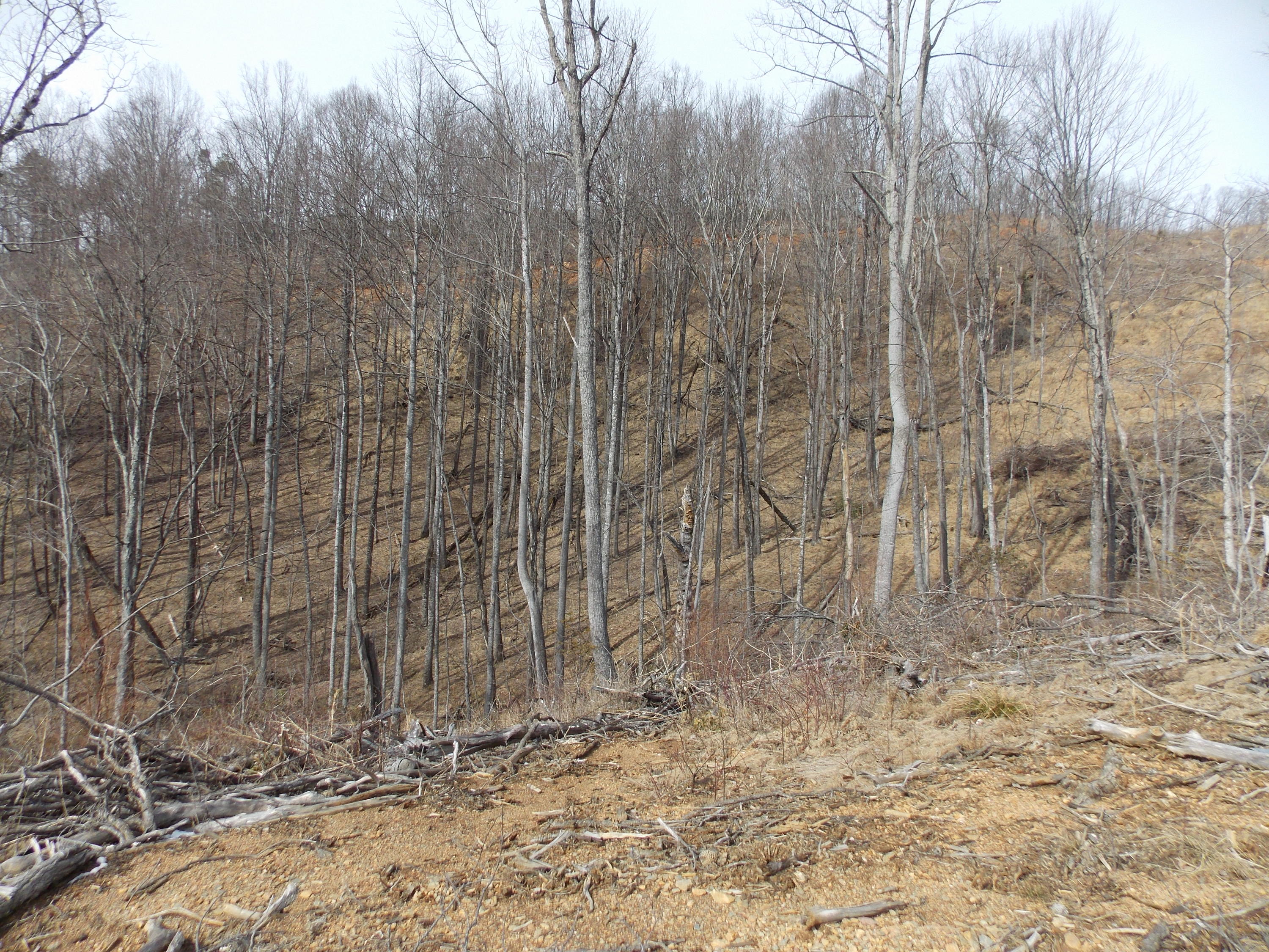 0 Dobyns Road Claudville, VA 24076 - Photo 21 of 32 DSCN0964