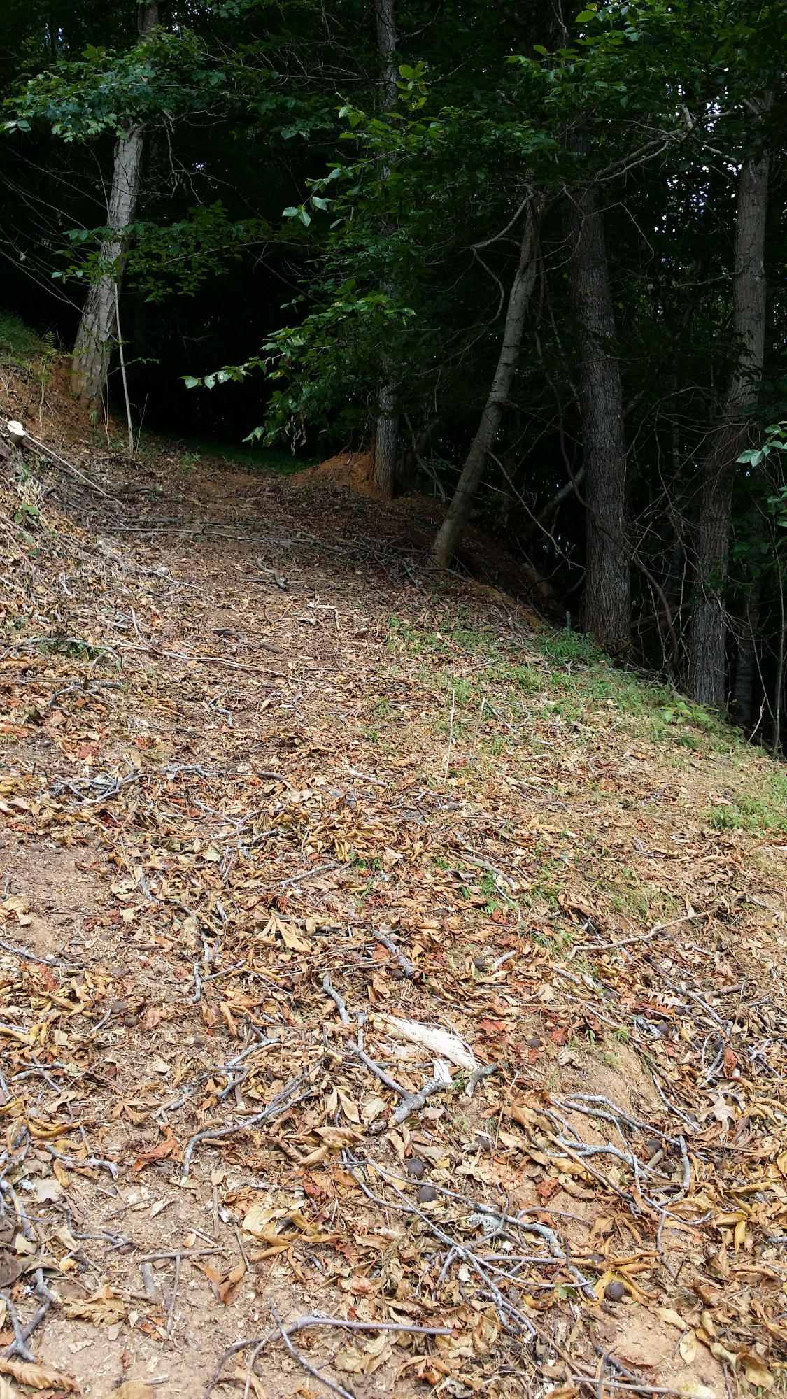 341 Shoreside Road New Tazewell, TN 37825 - Photo 31 of 35 Great path to dock area!