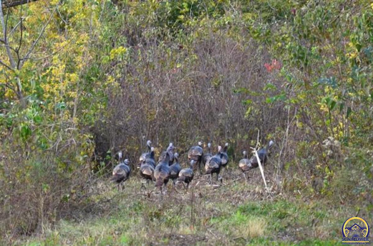 0 South Berryton Road Lyndon, KS 66451 - Photo 3 of 49 Turkeys