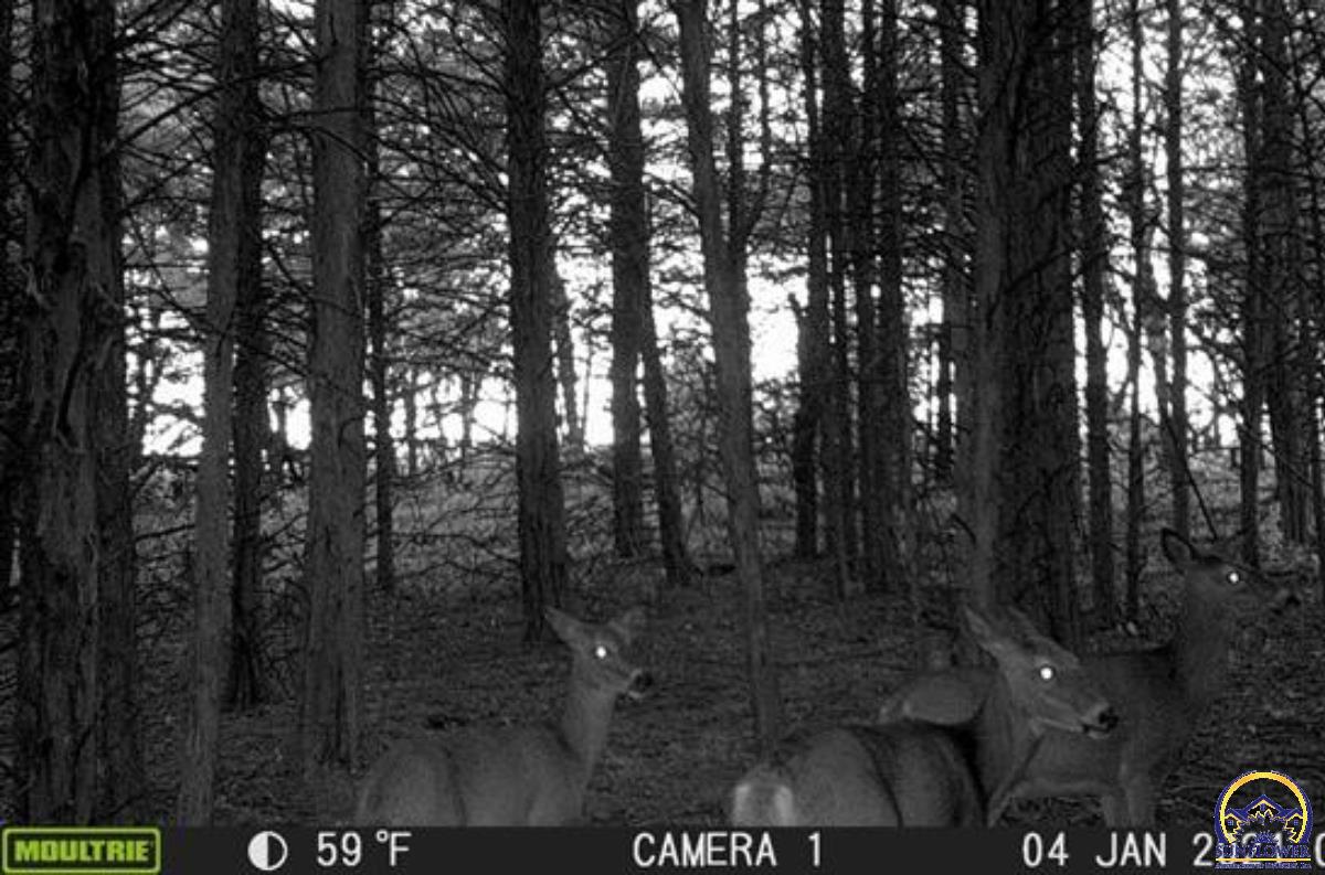 0 South Berryton Road Lyndon, KS 66451 - Photo 6 of 49 Trail Cam