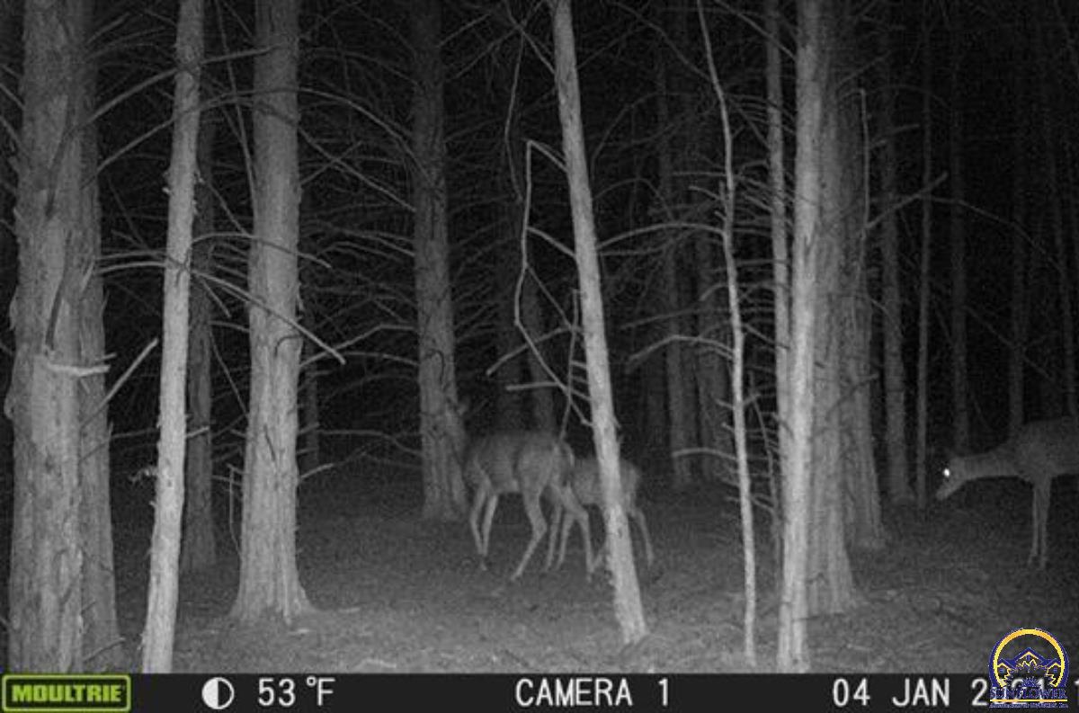 0 South Berryton Road Lyndon, KS 66451 - Photo 7 of 49 Trail Cam