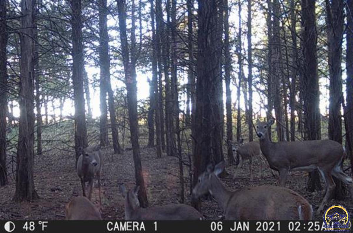 0 South Berryton Road Lyndon, KS 66451 - Photo 9 of 49 Trail Cam