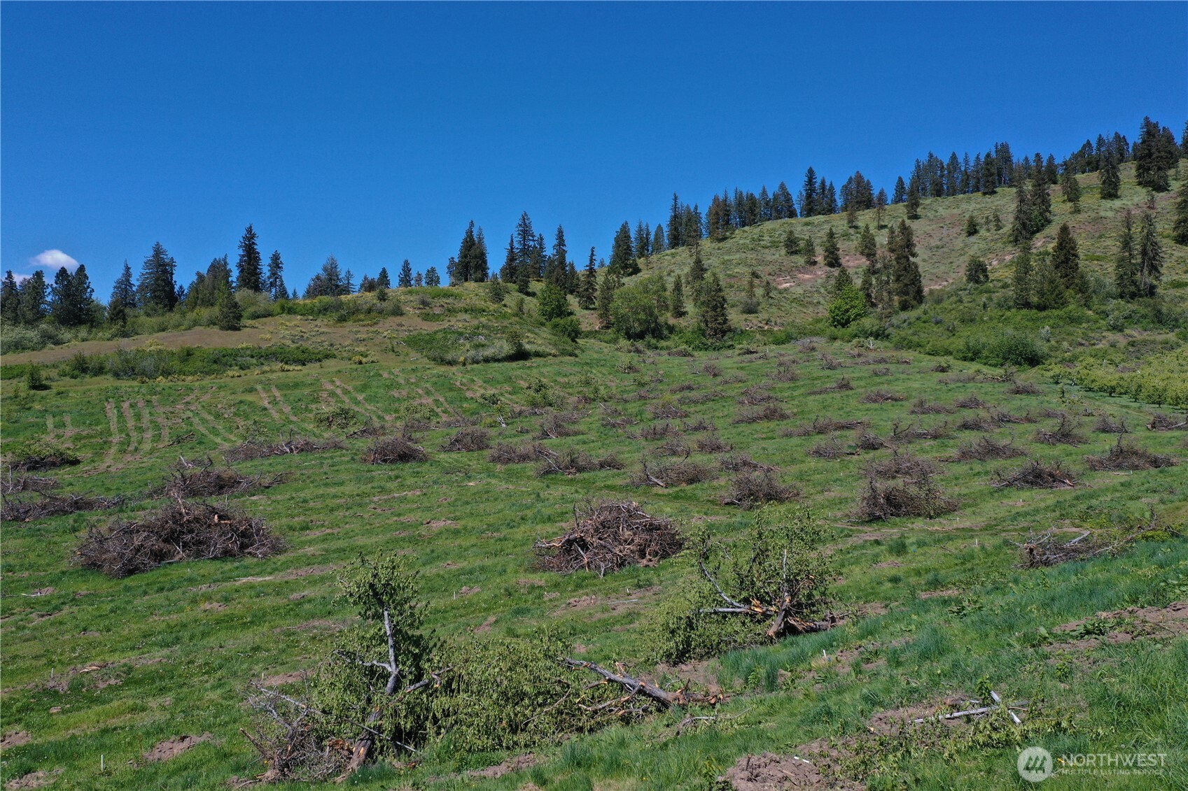3 Ludwig Hill Road Peshastin, WA 98847 - Photo 10 of 17 a view of a grassy field with lots of trees