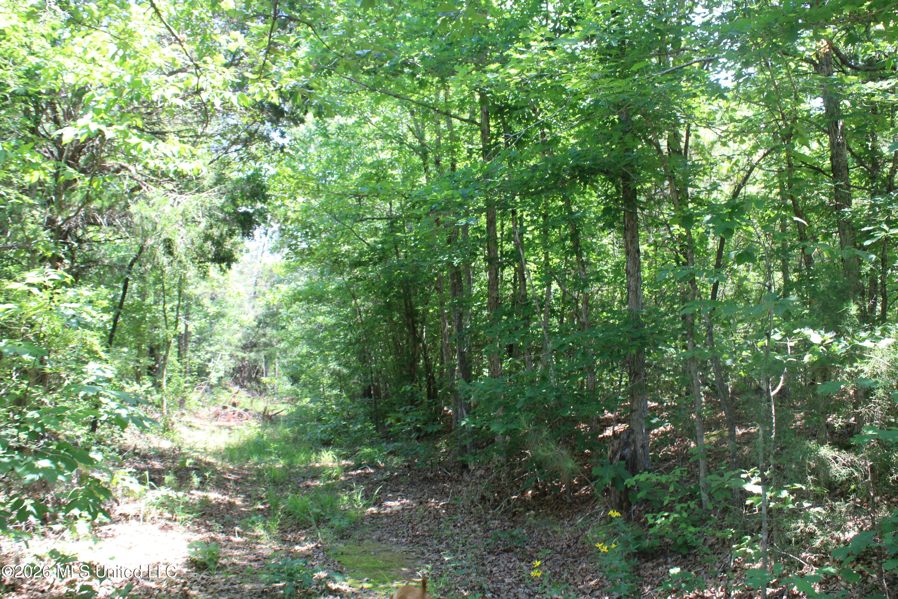 0 Scruggs Road Holly Springs, MS 38635 - Photo 16 of 25 IMG_7870