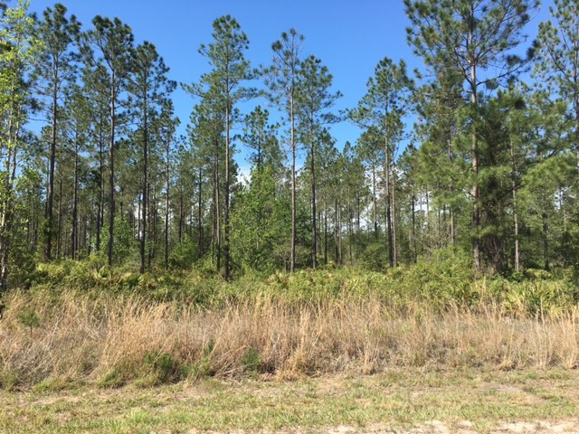 Mitigation Trail Callahan, FL 32011 - Photo 1 of 6 Gallery Image 1