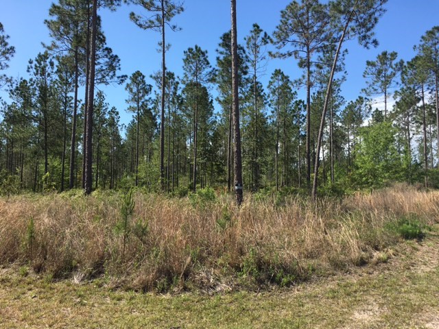 Mitigation Trail Callahan, FL 32011 - Photo 2 of 6 Gallery Image 2