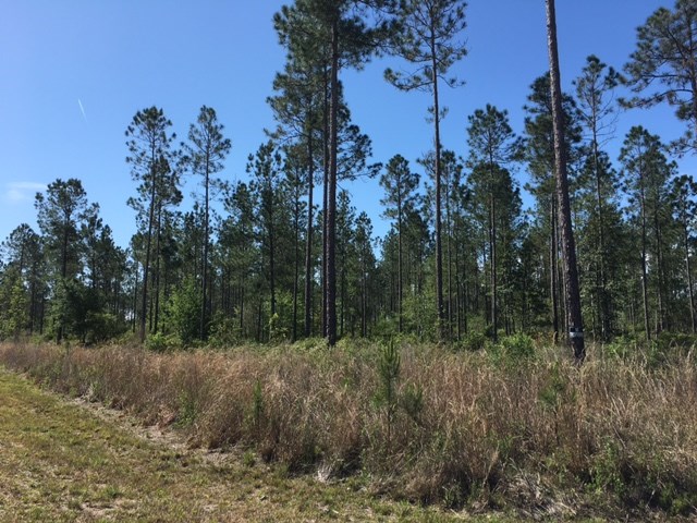 Mitigation Trail Callahan, FL 32011 - Photo 3 of 6 Gallery Image 3