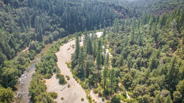a view of a forest with a tree