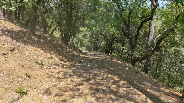a view of outdoor space and tree