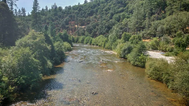 a view of a forest with a lake