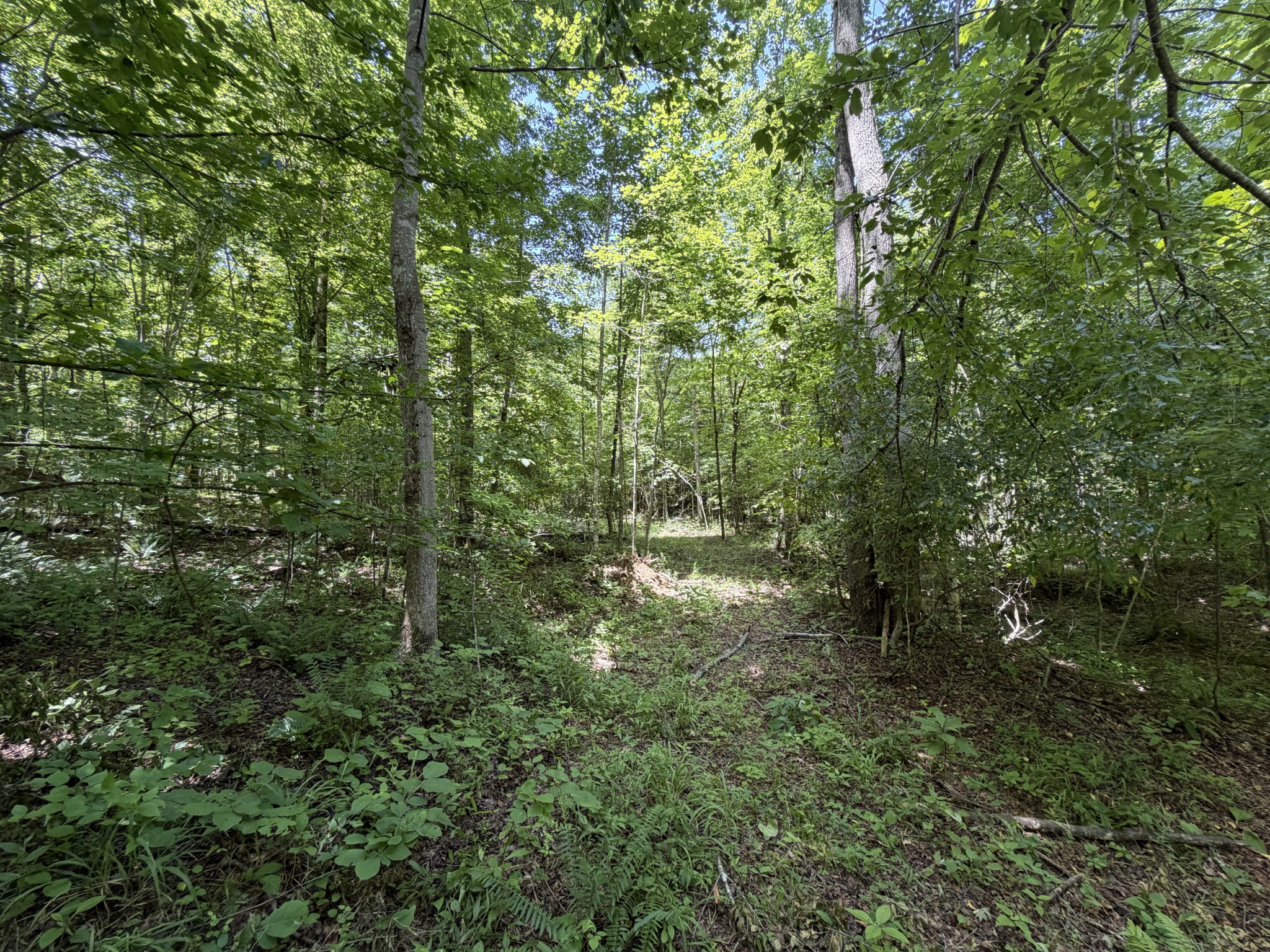 215 Bar Bee Road Hohenwald, TN 38462 - Photo 24 of 51