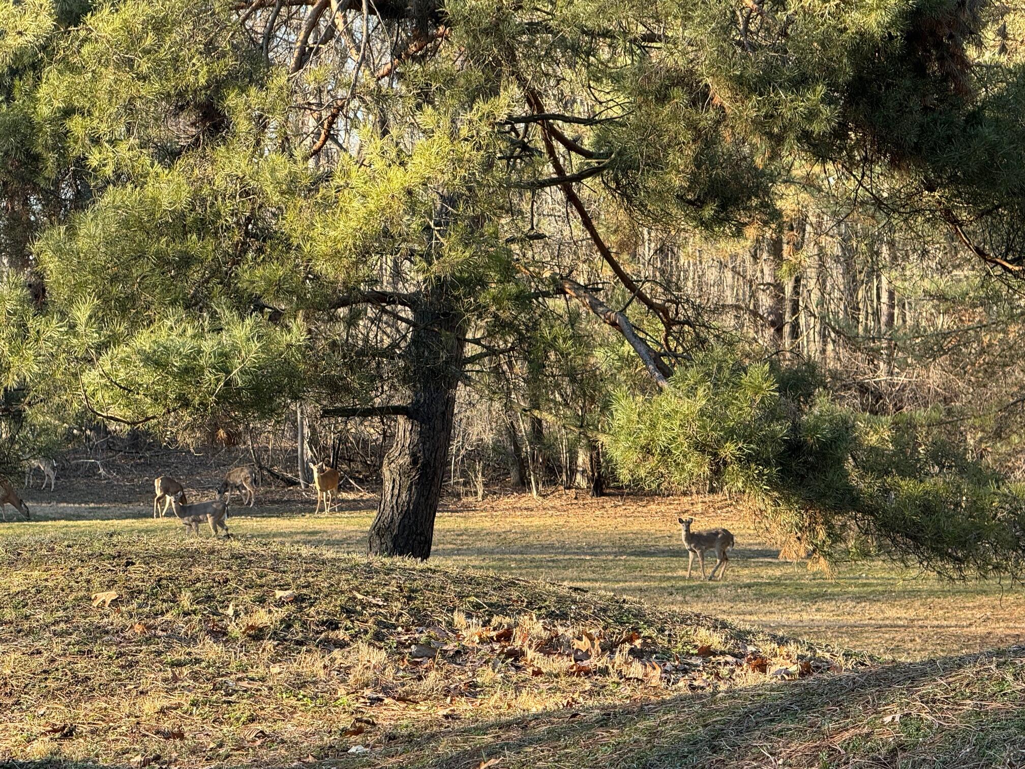 11240 Trinkle Road Dexter, MI 48130 - Photo 47 of 52 wildlife